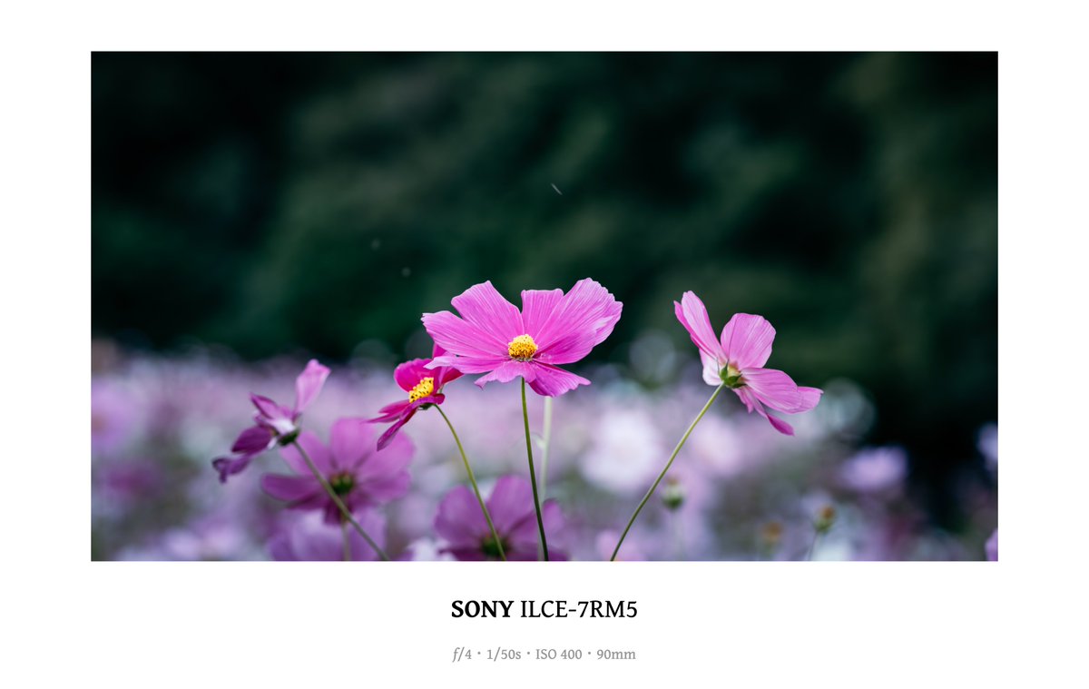 おいぬくん （お犬様） (@yuibb) / Posts / X