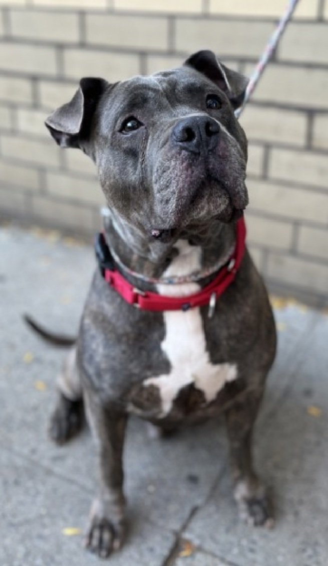 Rusty 239242
Relisted TBK 10/30
#NYCACC #AdoptMe 
A shy 7 yr old boy
Highly fearful &amp; dog reactive in care
Will socialize with familiar staff 
Needs all adult home 
Help save Rusty!
nycacc.app/browse/239242
#Pledge4Rescue #foster #adopt