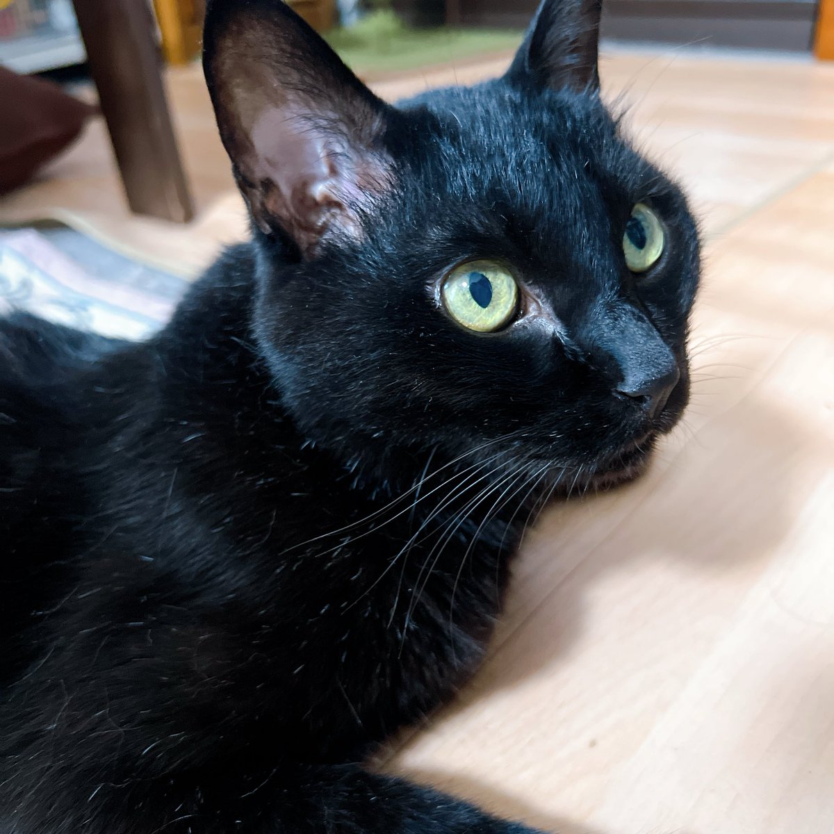 黒猫 うるきすず🍣🐍🎀 on X