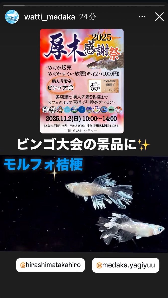 イベントになると色々な方が協賛をしてくれます。ありがとうございます🙇
今週末の厚木感謝祭もヤバい個体が並び
ビンゴ景品にも入ります。
是非来てください。