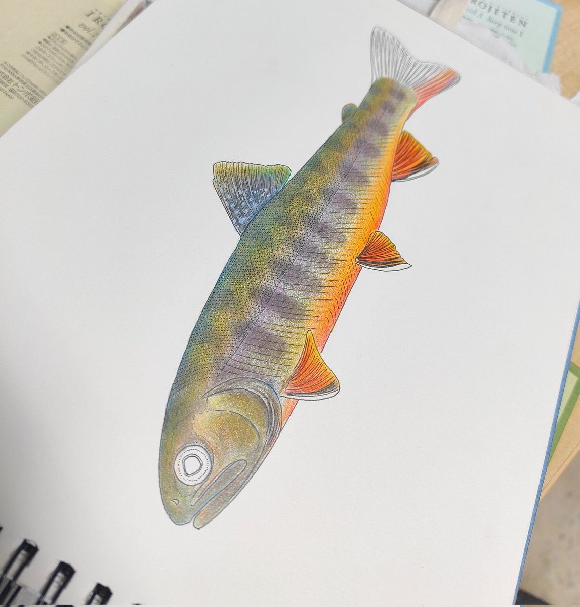 めばる, 水彩, 描かれた, 魚 めばる, 水彩, 描かれた, 魚 7c67b9335bbc830fde5d6e051556f5