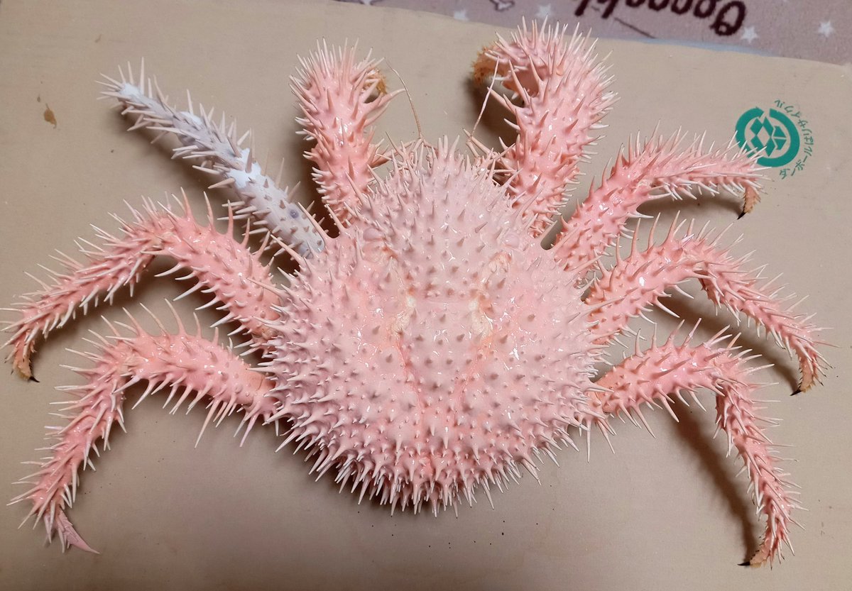 🦀ザキ＠『蟹のまにまに』🪲 on X