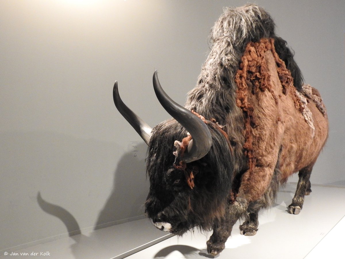 BekiekTwente's tweet photo. De Twentsche schilderijengalerij en een steppenwisent in Museumfabriek in #Enschede.
#Eanske #EanskeIsOnmeunigMooi
En o ja, vandaag gratis te bekijken! De Museumfabriek is één van de bijzondere locaties waar gestemd kan worden.
#stemlokaal #verkiezingen2025
#Twente #BekiekTwente https://t.co/TpDSzn3Fqc