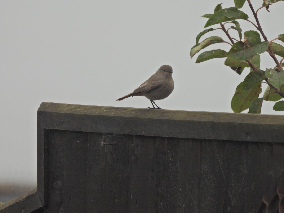 TimNobby's tweet image. 0ne of two Black Redstart in my garden this morning at Seaton, Devon.