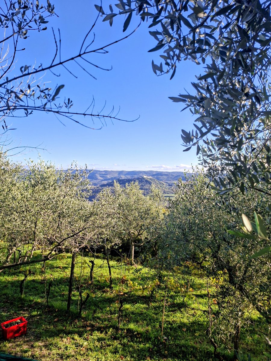 patrik_butkovic's tweet photo. 🌿Masline se u Istri uzgajaju više od dvije tisuće godina.
🏺Još su Rimljani sadili maslinike uz obalu i proizvodili ulje koje se izvozilo sve do današnjeg Rima.
🌳Neke su istarske masline nadživjele carstva, države i generacije - i još uvijek daju plod.

#evoo #butkovicoliveoil https://t.co/qNFIdfdxtf