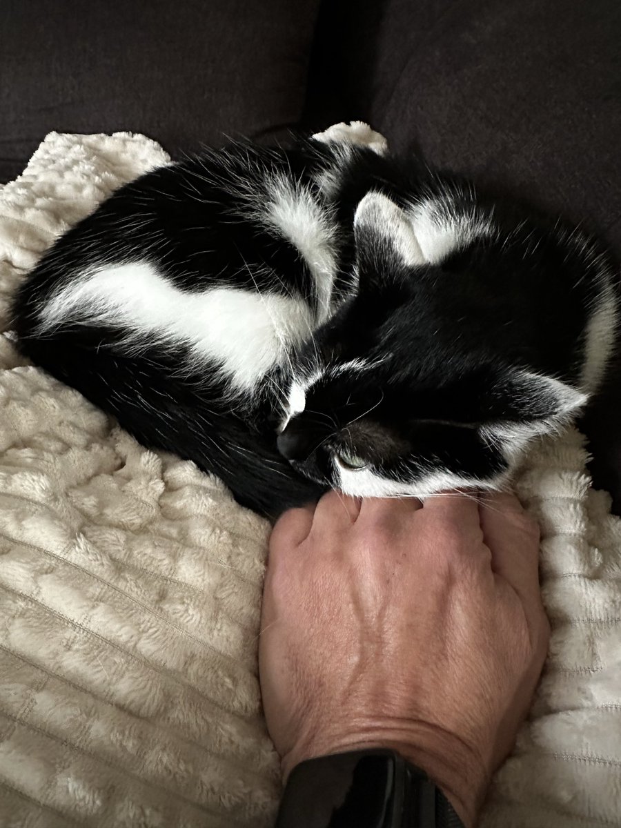 Ein bisschen Katze auf meiner Hand❤️❤️❤️