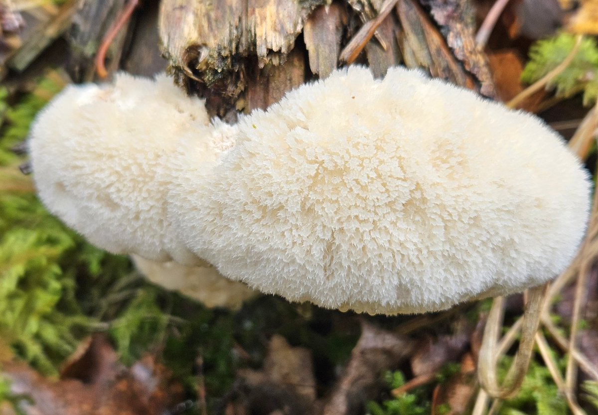 James Owen tweet media