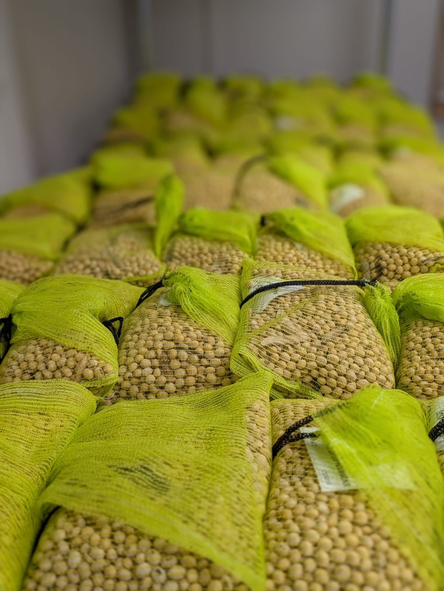 The research team has been busy taking weights and moisture readings on harvested nursery samples.
Selected samples will move forward into our Advance trials next year.