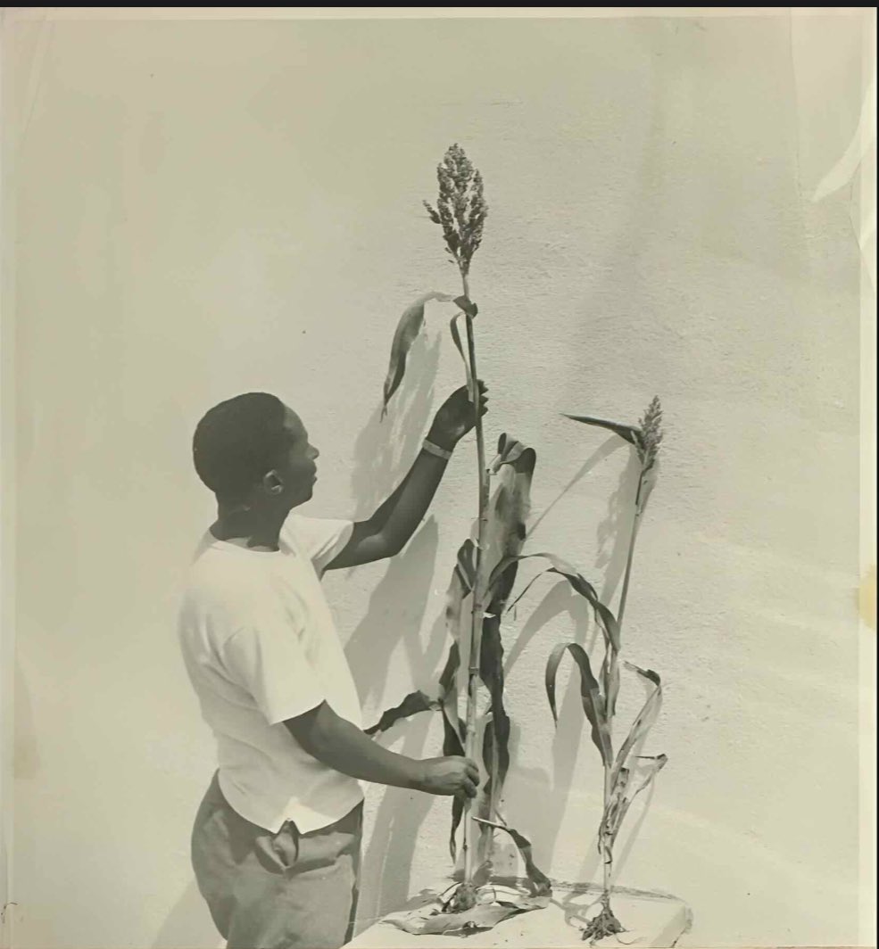 archivesSomalia's tweet photo. Baidoa, Somali Republic — April 1964.
A Ministry of Agriculture employee examines the results of fertilizer experiments conducted on demonstration farm plots at the Bonka Farmers Training Center. https://t.co/tCnONlIndd