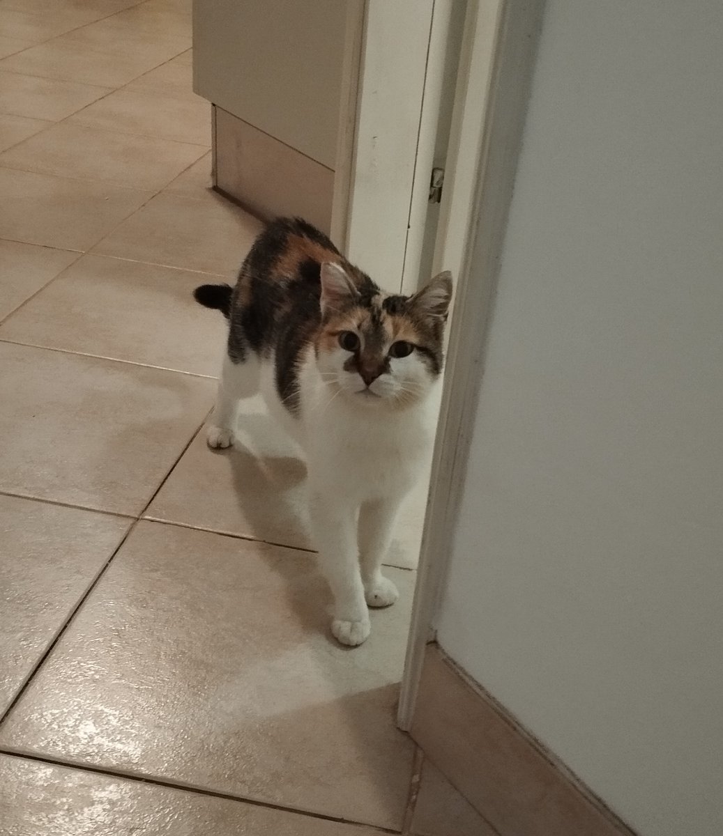 NatStepic's tweet image. Ex-barncat Kali #Barncats