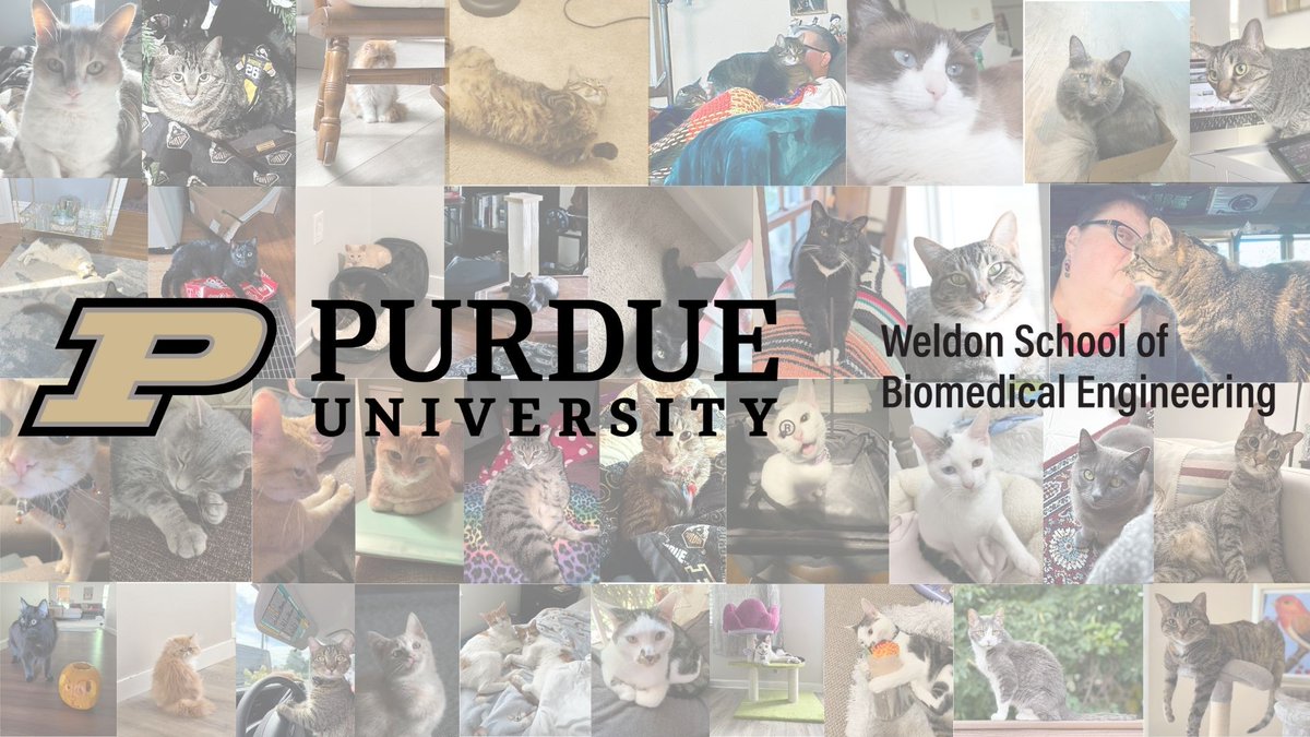 PurdueBME's tweet photo. Happy National Cat Day from the Purdue BME family! 🐱
Our students, faculty, and staff shared their favorite feline friends to celebrate the pawsitive energy they bring to our lives—on campus and at home.
💛🖤 #PurdueBME #NationalCatDay #BMEFamily #BoilermakerPets https://t.co/aIL1GjUXrr