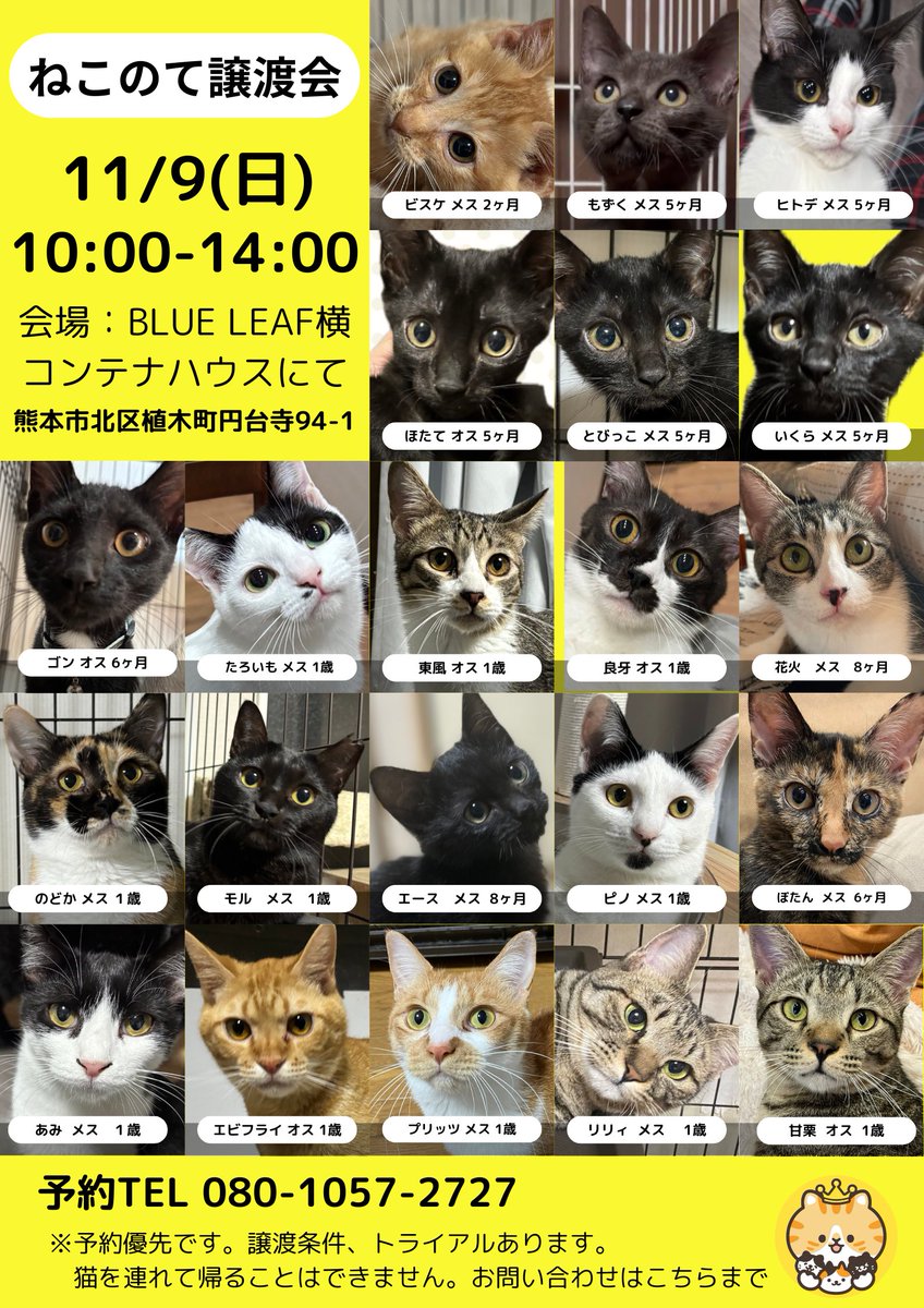 けい様　取り置き中　三毛猫ドラマー　流れ星流れるクローバー畑　Bathroom Super Clingy Cat Left Home Alone – Adorable Moments! - YouTube