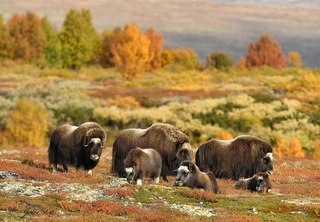 Elusive Moose tweet media