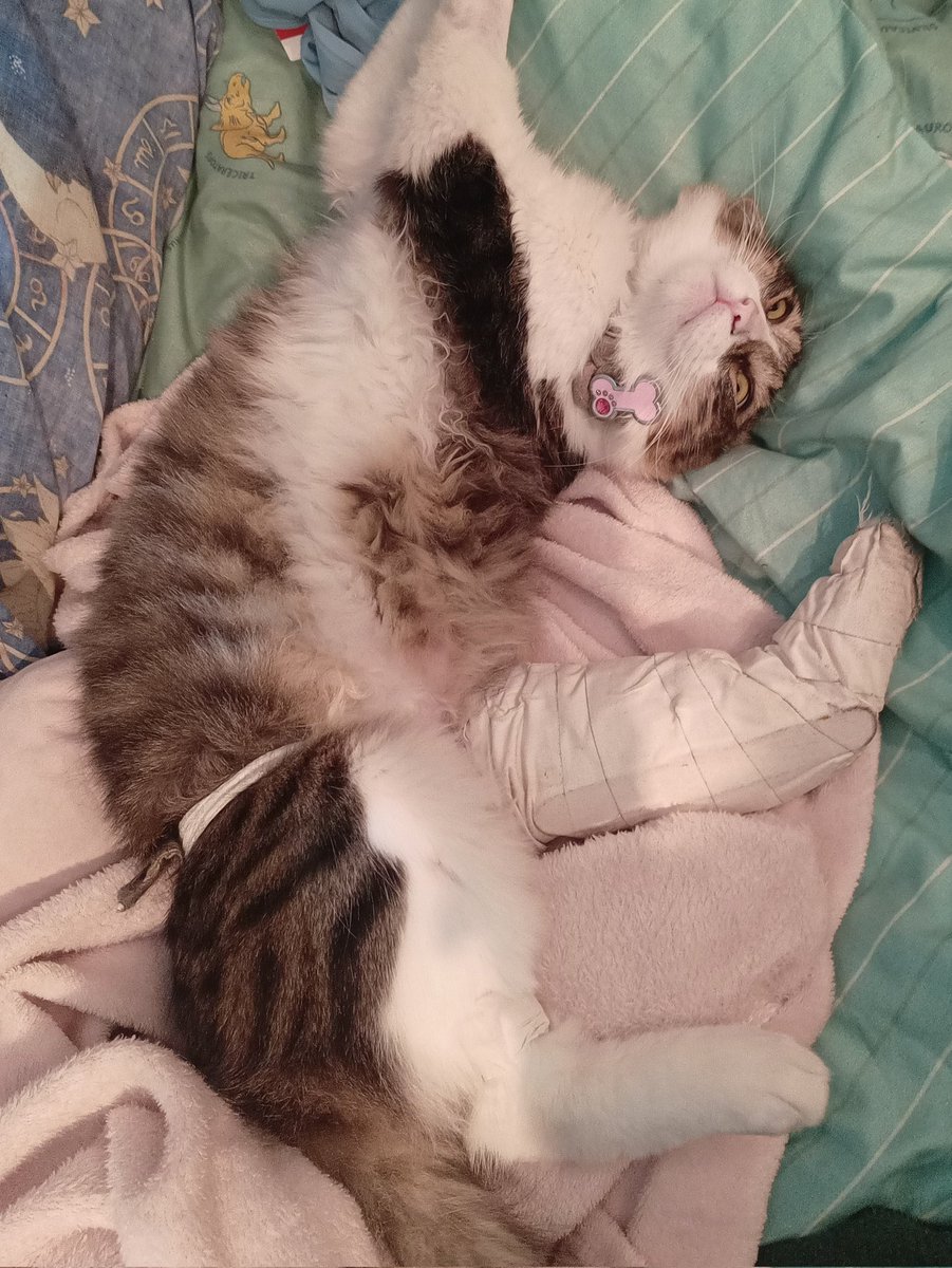 vickydelau's tweet photo. Hola ex Twitter como están? Hoy operan a mí gato díganle cosas lindas https://t.co/2UxCOsG9Ie