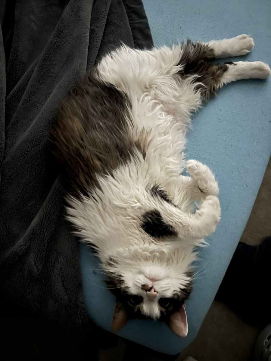 from the chewy archive