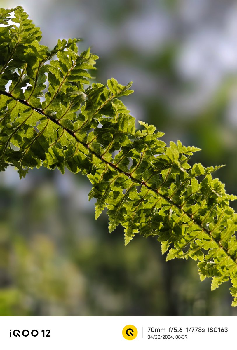 _CodeWizard's tweet image. Random Clicks | #ShotOniQOO12📸✨