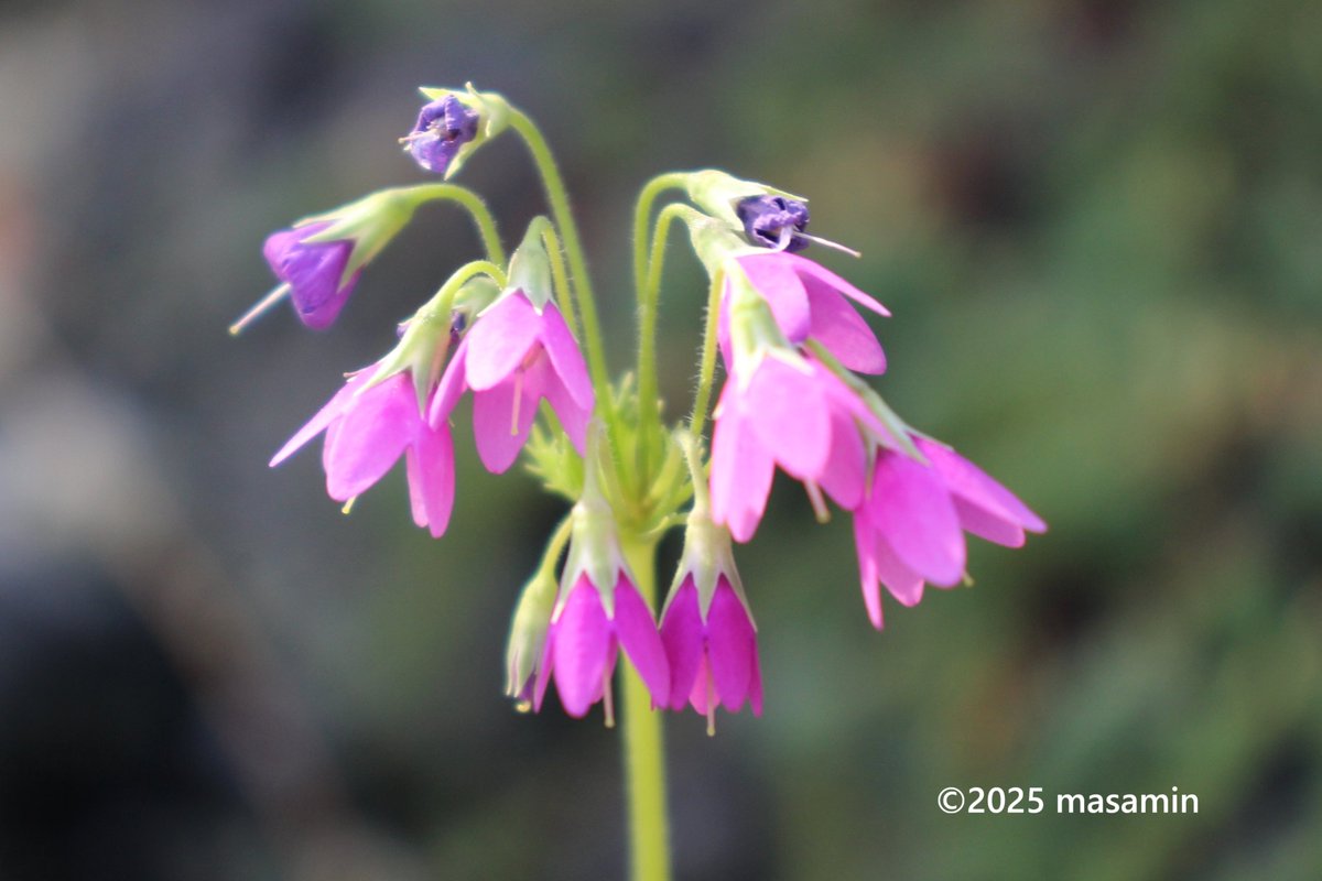 こんにちは🤗 #サクラソウモドキ （桜草擬） 学名 Primula matthioli