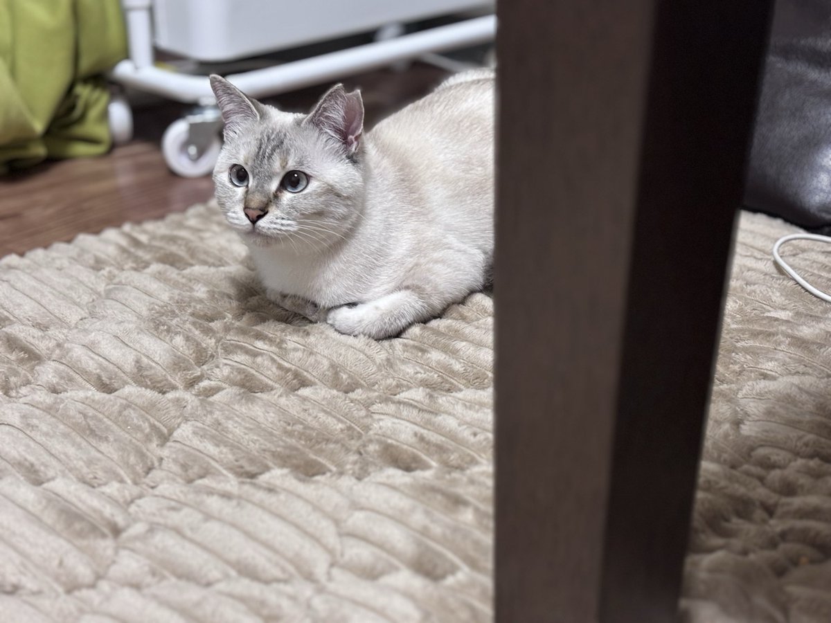 猫のしおちゃんと暮らす人間のアカウント on X