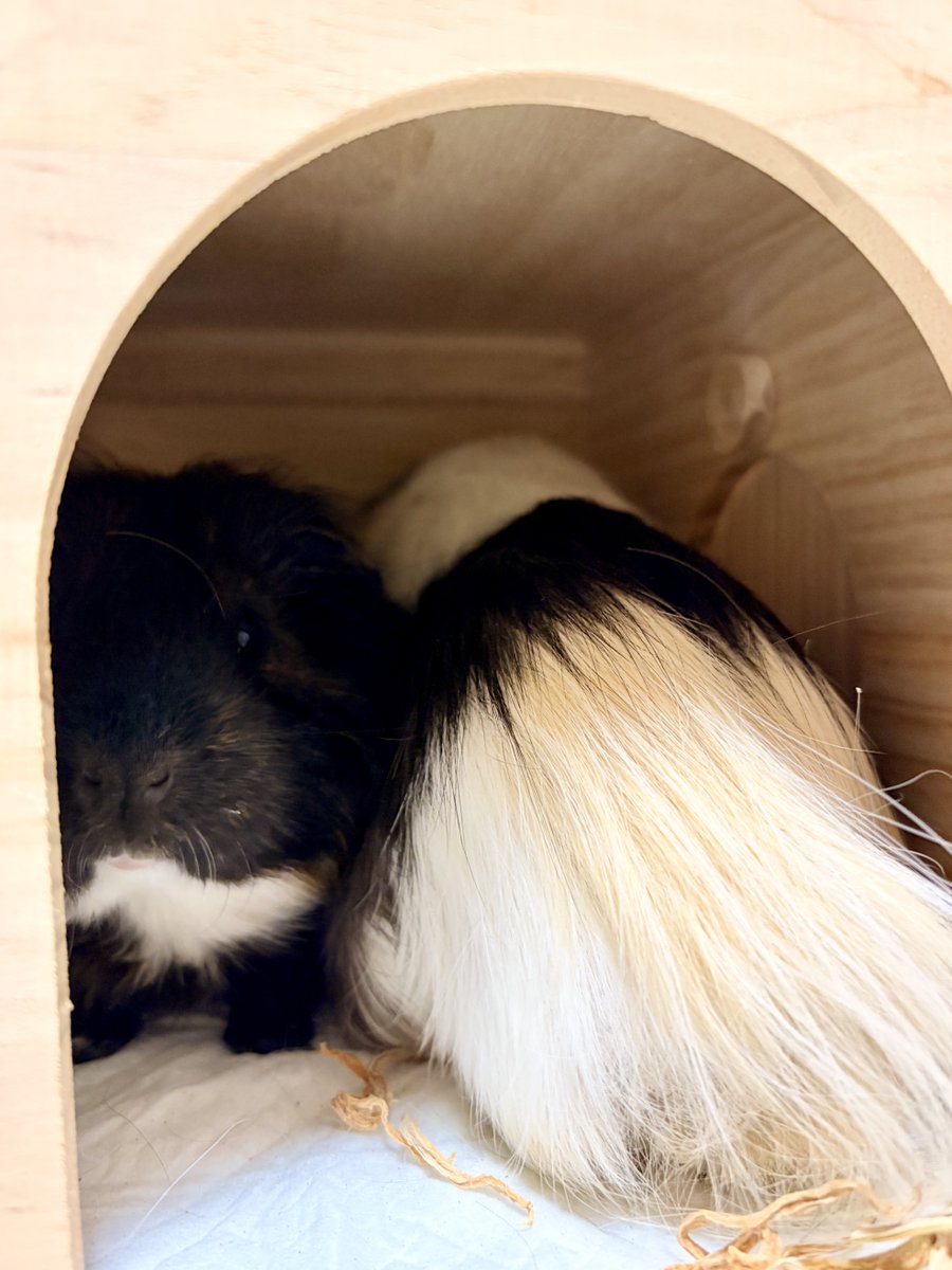 かおるさん　どっぽさん(siri)