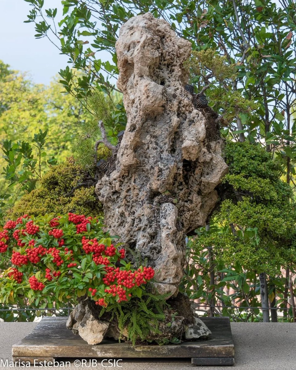#Bonsáis - Estilo paisaje en roca (lshitsuki). Reproduce un paisaje de montaña donde árboles y arbustos crecen sobre una roca, formando una composición natural y equilibrada. Obra diseñada por Luis Vallejo (1996)
#12Plantas12Meses #270AniversarioRJB