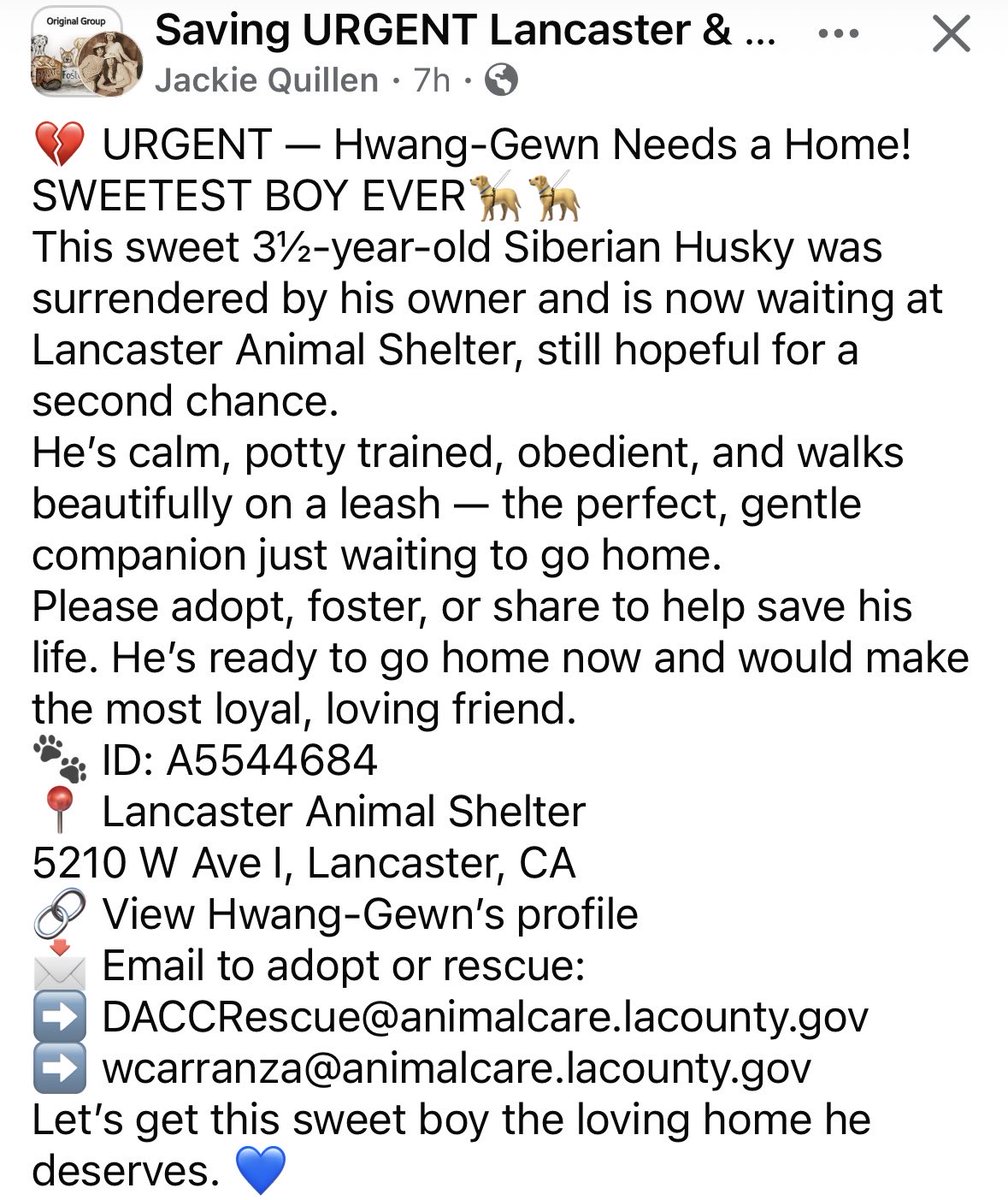 SarahjaneGille1's tweet photo. @AnimaLancaster ‼️🙏URGENCY HWANG GEWN 3 1/2 #A5544684 Male #SiberianHusky if you want a video just posted before the FB post. @mapleveewesem help #save #adopt #foster #rescue the shelter is truly in CRISIS packed⬇️‼️🙏🚨 https://t.co/L6MNCZXluD