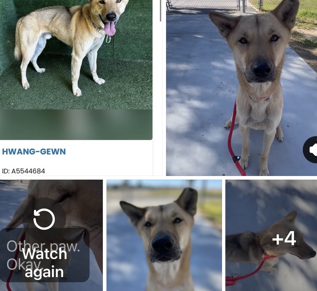 SarahjaneGille1's tweet photo. @AnimaLancaster ‼️🙏URGENCY HWANG GEWN 3 1/2 #A5544684 Male #SiberianHusky if you want a video just posted before the FB post. @mapleveewesem help #save #adopt #foster #rescue the shelter is truly in CRISIS packed⬇️‼️🙏🚨 https://t.co/L6MNCZXluD