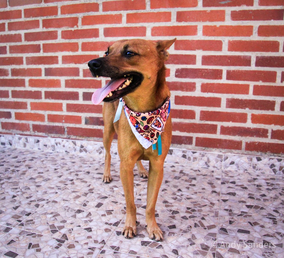 EN ADOPCIÓN ✨
Caracas 📍

Hace varios meses conseguí a Duende en la calle desnutrido y enfermo. Han sido meses de recuperación, y con la ayuda de los vecinos está completamente recuperado, esterilízale y vacunado.
Se busca hogar urgente, el temporal se acaba pronto 🥹