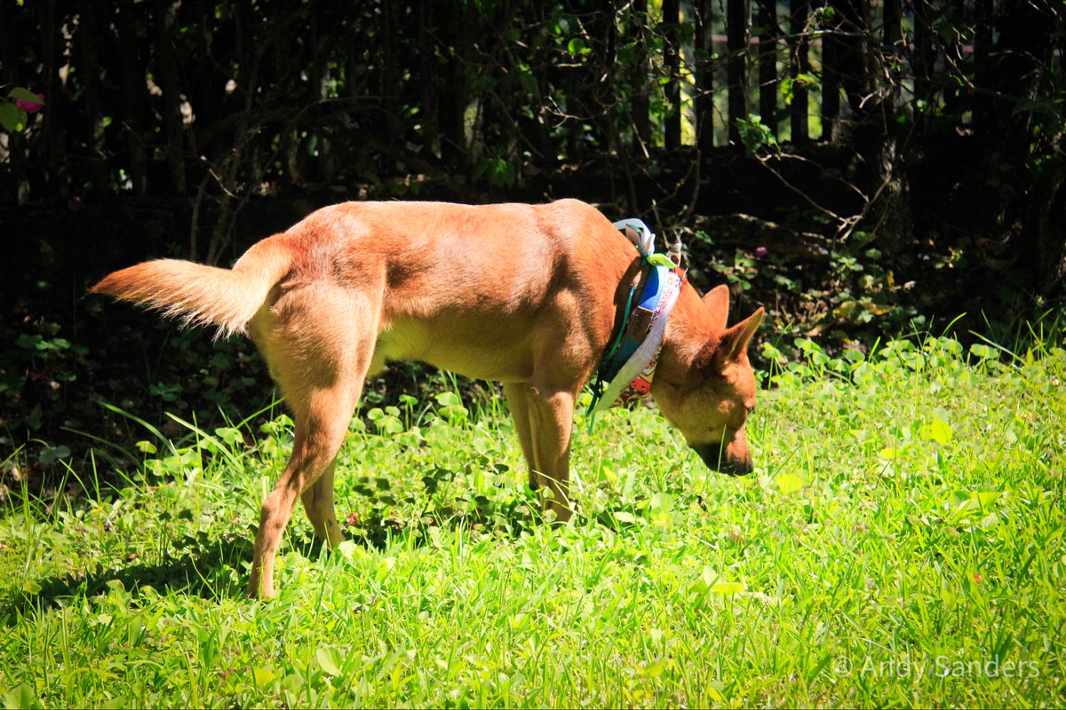 CleverSafo's tweet image. EN ADOPCIÓN ✨
Caracas 📍

Hace varios meses conseguí a Duende en la calle desnutrido y enfermo. Han sido meses de recuperación, y con la ayuda de los vecinos está completamente recuperado, esterilízale y vacunado.
Se busca hogar urgente, el temporal se acaba pronto 🥹