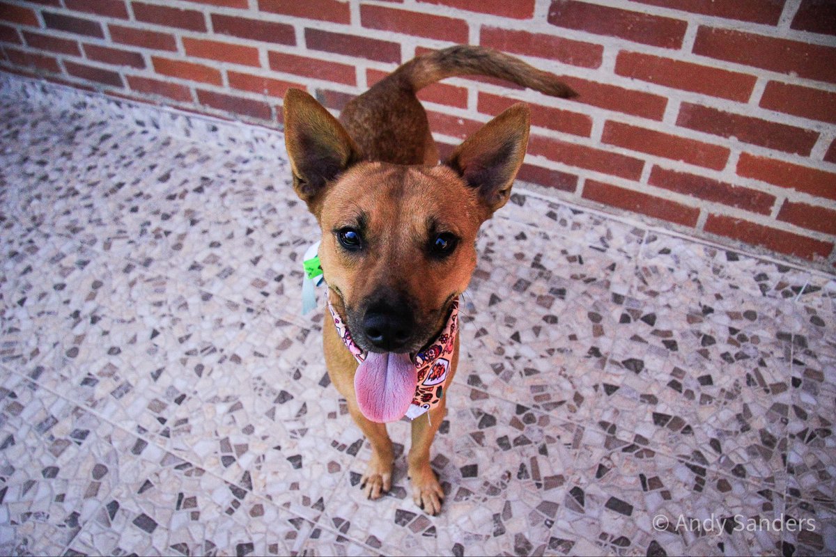 CleverSafo's tweet image. EN ADOPCIÓN ✨
Caracas 📍

Hace varios meses conseguí a Duende en la calle desnutrido y enfermo. Han sido meses de recuperación, y con la ayuda de los vecinos está completamente recuperado, esterilízale y vacunado.
Se busca hogar urgente, el temporal se acaba pronto 🥹