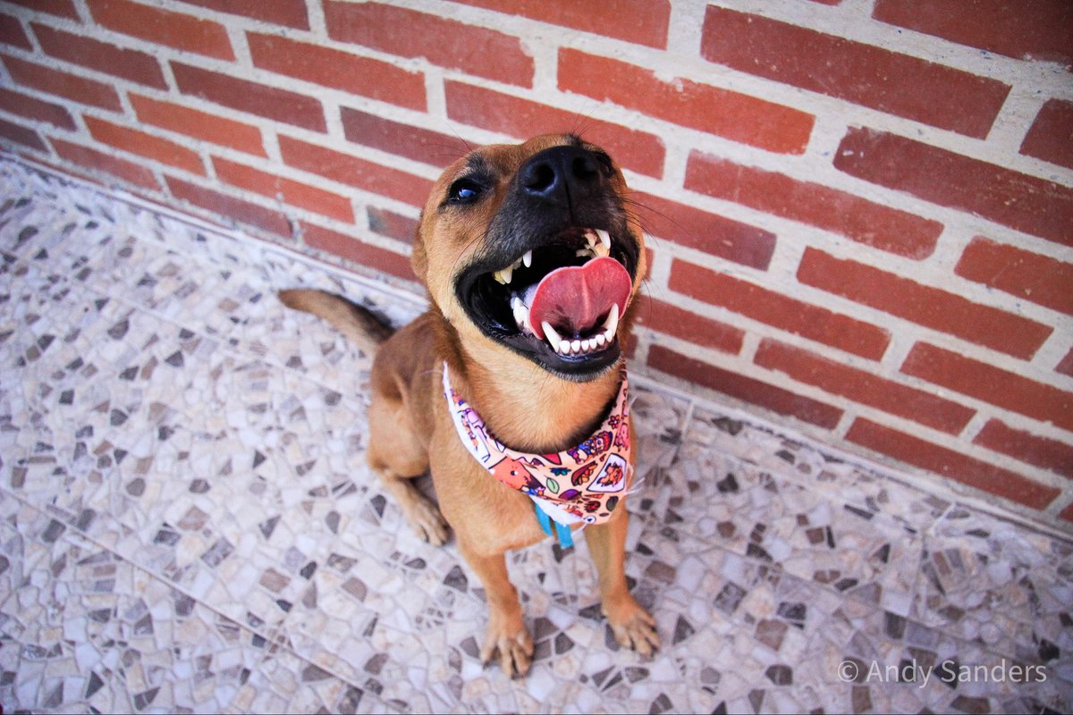 CleverSafo's tweet image. EN ADOPCIÓN ✨
Caracas 📍

Hace varios meses conseguí a Duende en la calle desnutrido y enfermo. Han sido meses de recuperación, y con la ayuda de los vecinos está completamente recuperado, esterilízale y vacunado.
Se busca hogar urgente, el temporal se acaba pronto 🥹