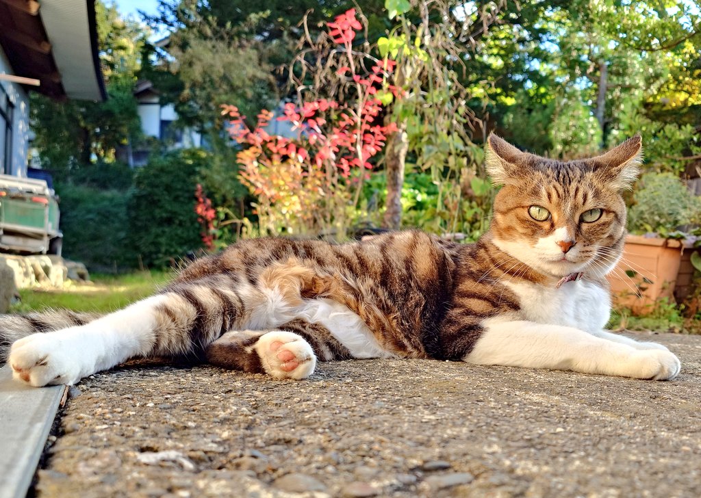 Mizuki_silvers's tweet photo. 実家でシナノスイート貰いつつ実家猫を愛でる。 https://t.co/TabQyocggc