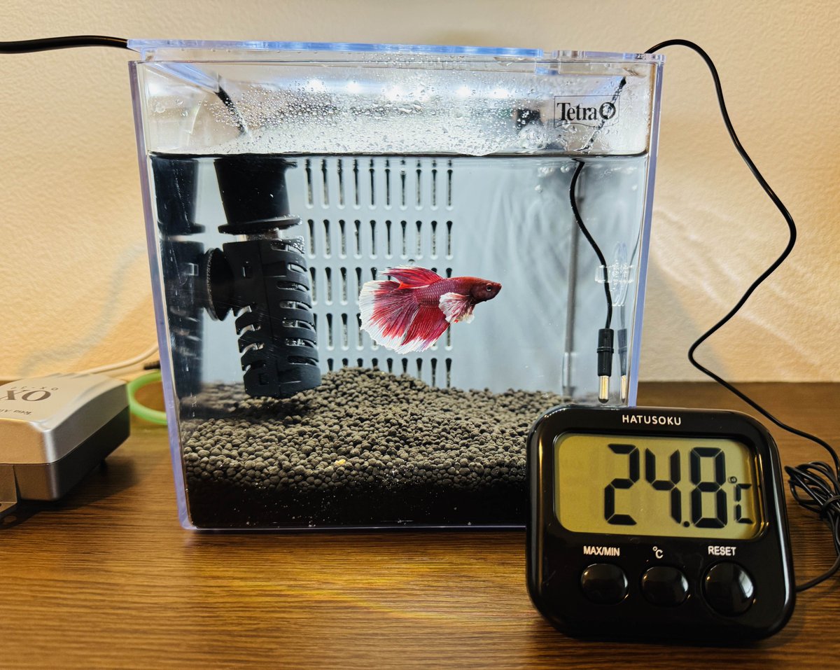 enum_vr's tweet image. ベタさんを飼い始めました。
いちごちゃんといいます。