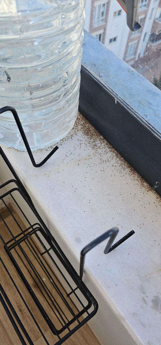 #gaziantep #şahinbey de böceklerden kapı pencere açamayacak durumdayız. <a href="/GaziantepBeld/">Gaziantep Büyükşehir</a> <a href="/sahinbeybel/">Şahinbey Belediyesi</a> <a href="/FatmaSahin/">Fatma Şahin</a> <a href="/mtahmazoglu/">Mehmet Tahmazoğlu 🇹🇷</a>