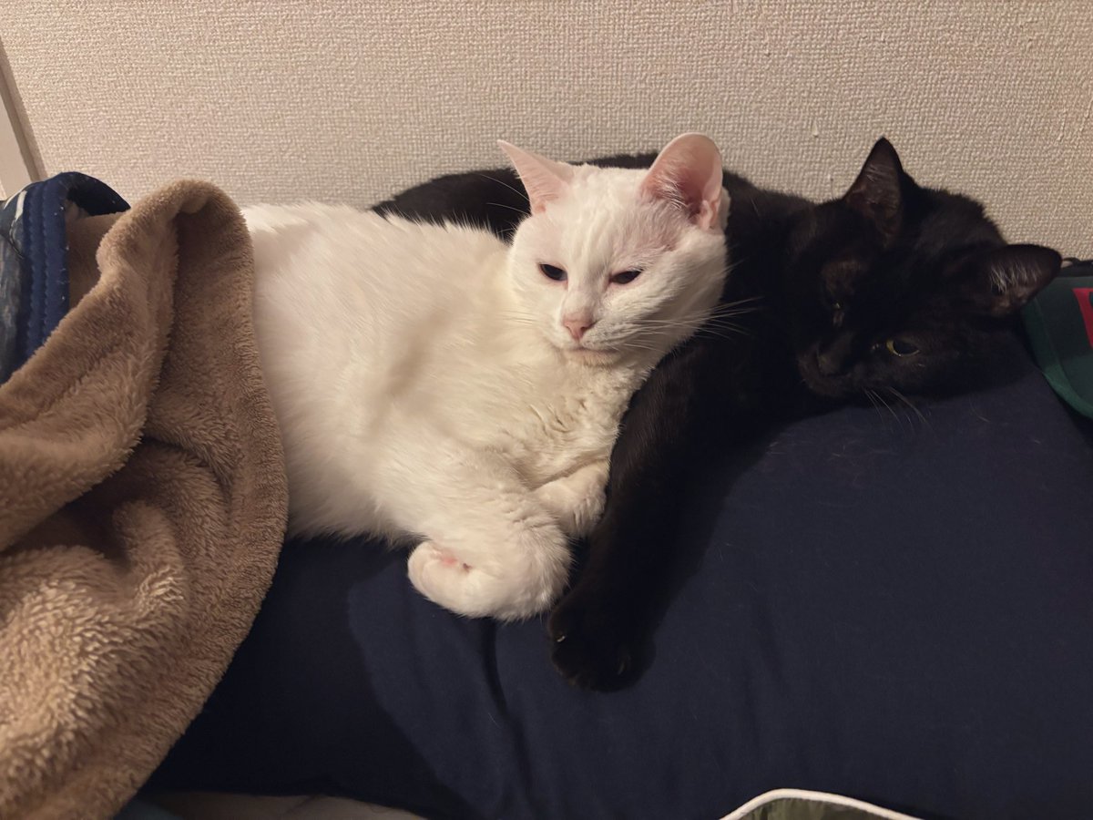 暖を取るためにいやいや引っ付いている