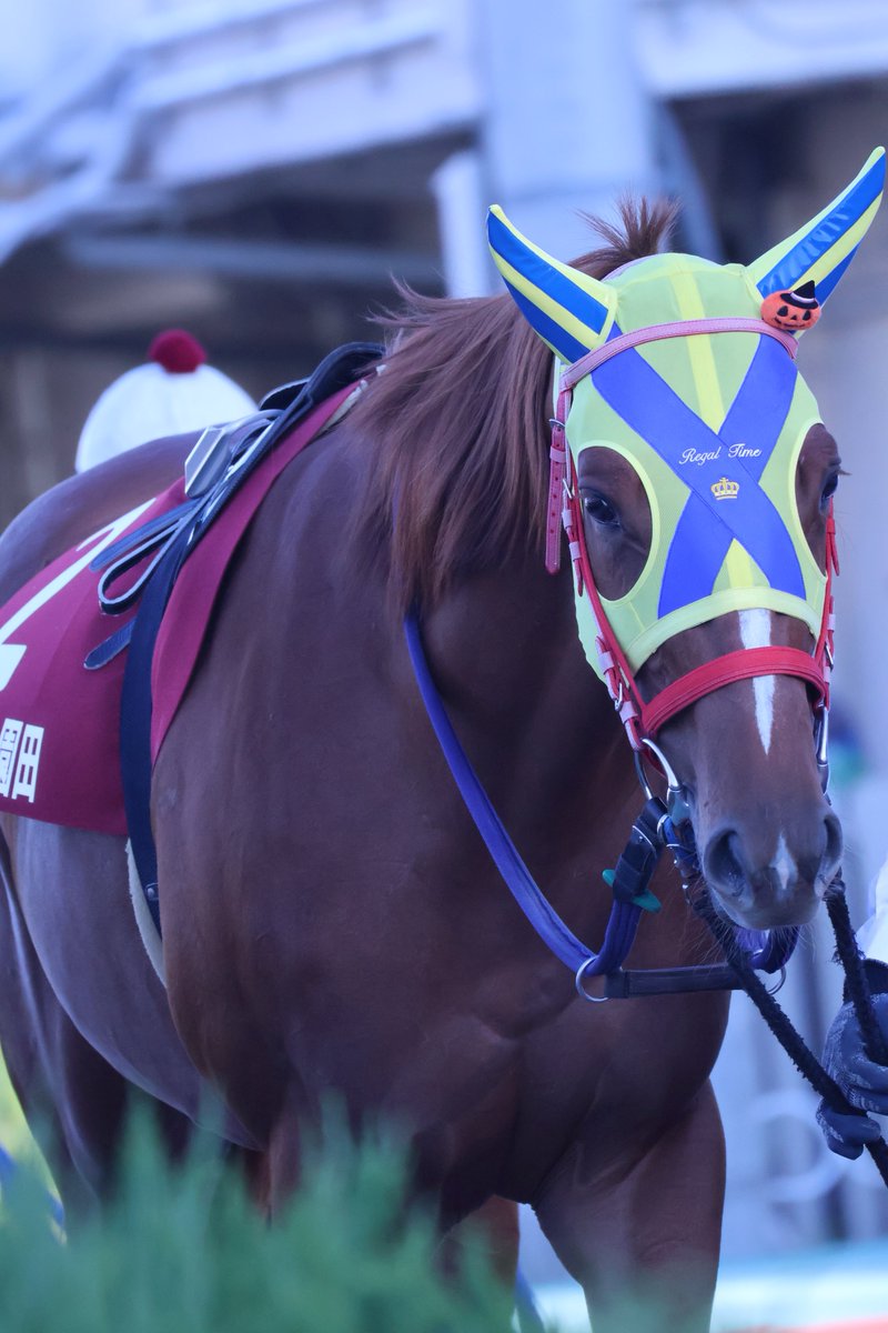 新品］馬と踊ろう Dancing with Horses 新品］馬と踊ろう Dancing with