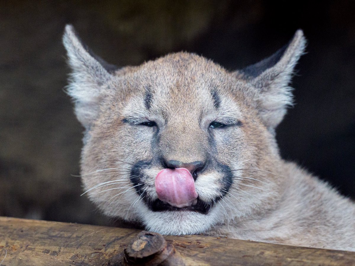 りらっくす👅

#盛岡市動物公園