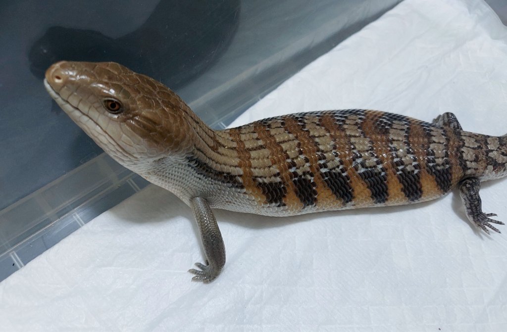 とてや様 Adidas x Heytea 'ZX 7000 A-ZX' スニーカー 通販 - FARFETCH