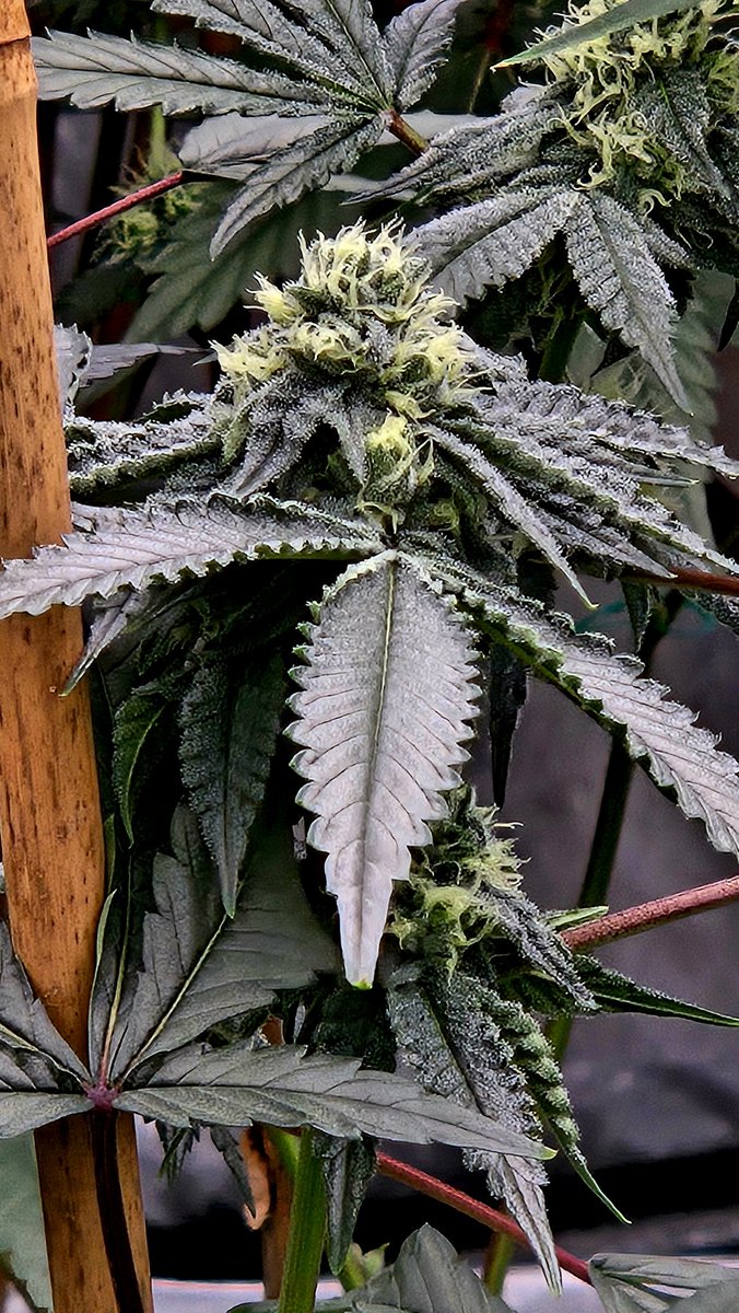 PAL 702 (@pal_702) on Twitter photo Purple Limeade (Chem D x Grandaddy Purp x Limecai) <a href="/Umamiseedco/">Umami Seed Coโข</a> ๐โ๐ฉ๐โฝ๏ธ day27 Purple Limeade (Chem D x Grandaddy Purp x Limecai) <a href="/Umamiseedco/">Umami Seed Coโข</a> ๐โ๐ฉ๐โฝ๏ธ day27