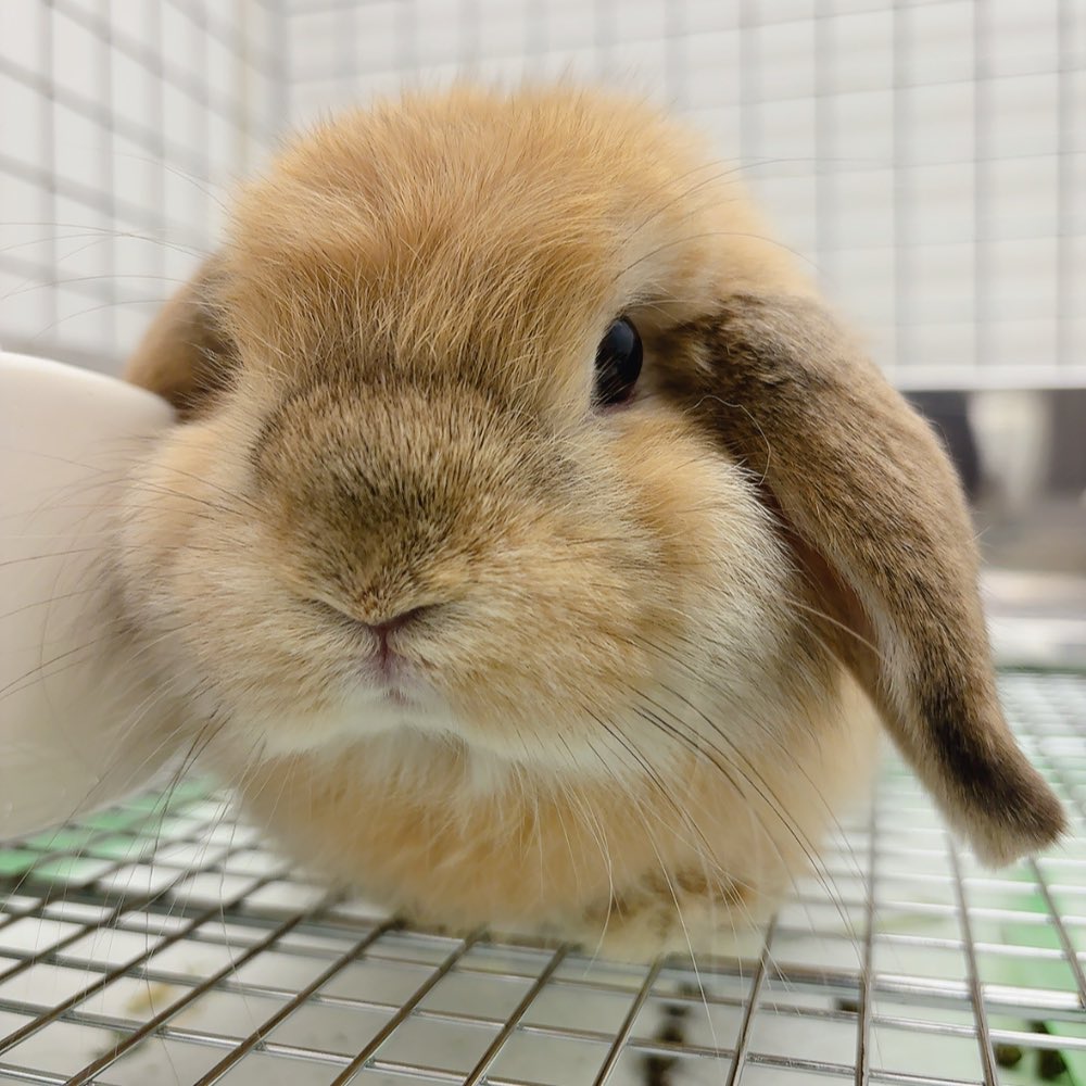 仲良しカップ♡うさぎ&小鳥 うさぎちゃんたち集まれ〜🐰🐰🐰 うさぎの赤ちゃんを並べました
