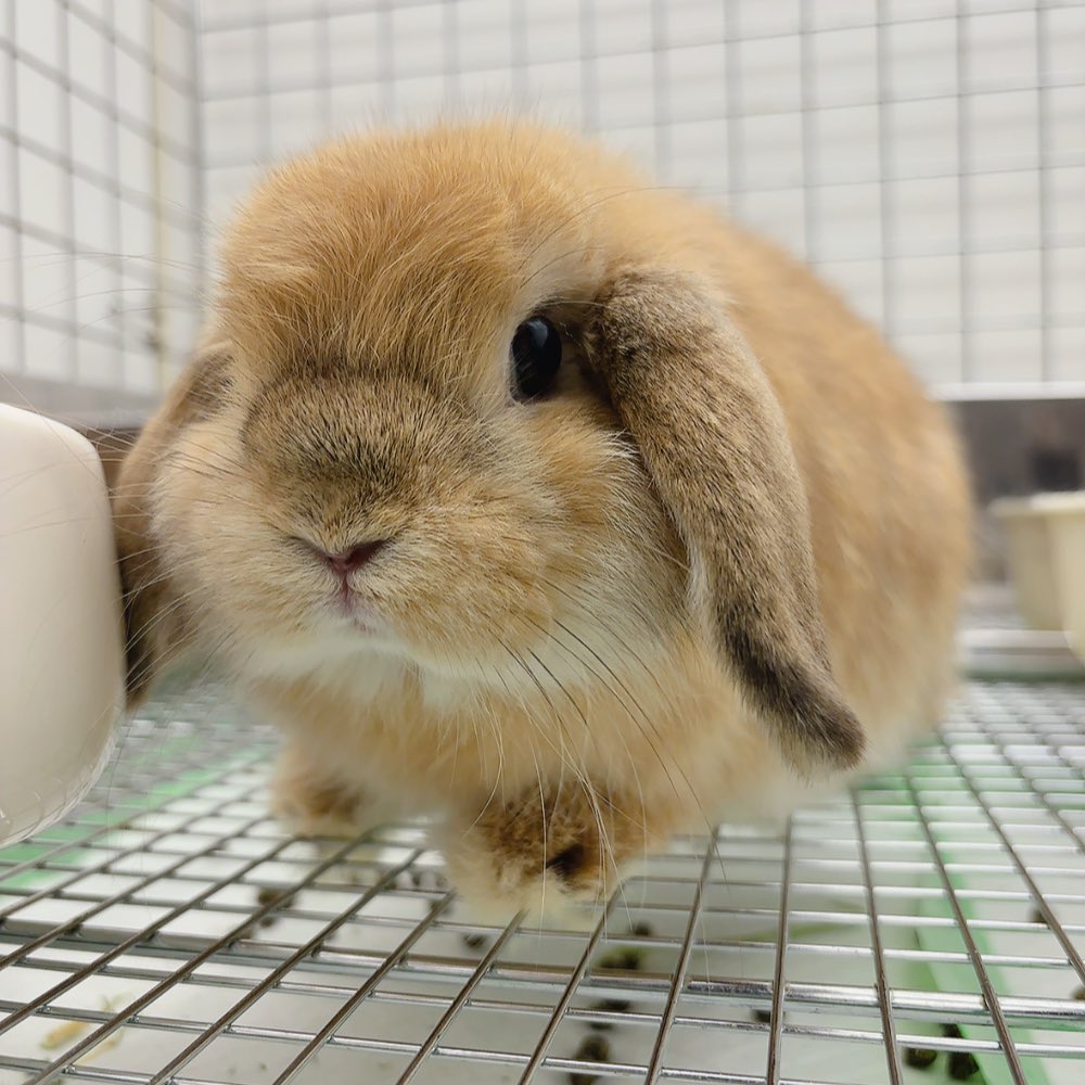 ちゃぶうさページ うさぎのしっぽ恵比寿店 on X