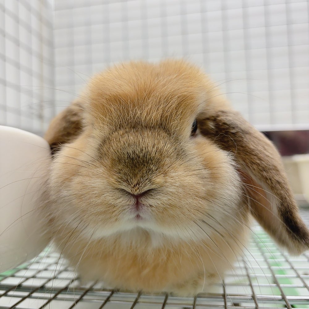 ちゃぶうさページ メッシュキャップ CUNEウサギ｜ウサギがいる｜CUNE ONLINE STORE