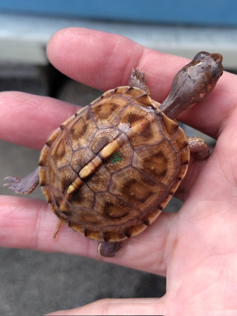 34_wgnc's tweet image. なかなか良い感じに成長中のグリーンマーク血統です。
4枚目は母親です。　(^⁠_⁠^)
#トウブハコガメ 
#Easternboxturtle 
#Terrapenecarolinacarolina 
#burikura