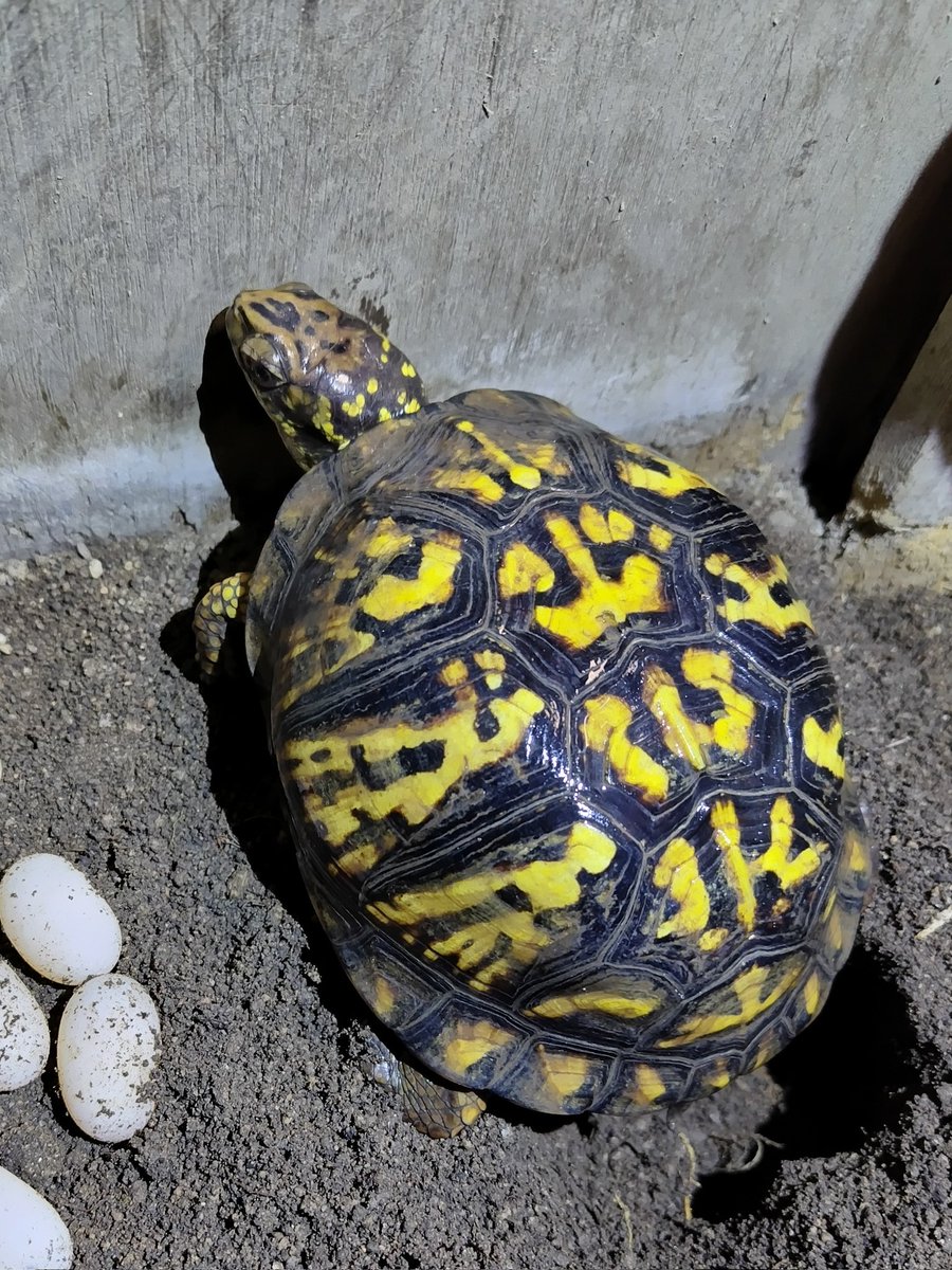 34_wgnc's tweet image. なかなか良い感じに成長中のグリーンマーク血統です。
4枚目は母親です。　(^⁠_⁠^)
#トウブハコガメ 
#Easternboxturtle 
#Terrapenecarolinacarolina 
#burikura