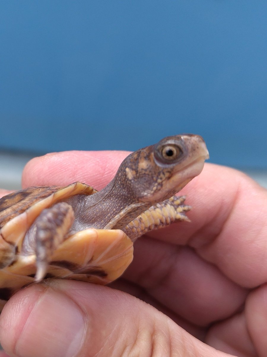 34_wgnc's tweet image. なかなか良い感じに成長中のグリーンマーク血統です。
4枚目は母親です。　(^⁠_⁠^)
#トウブハコガメ 
#Easternboxturtle 
#Terrapenecarolinacarolina 
#burikura