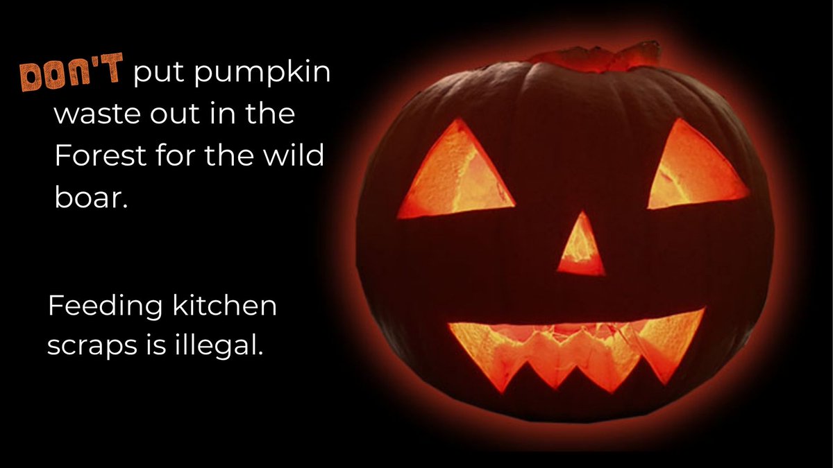 APHAgovuk's tweet image. If you live in the #ForestofDean or are visiting, please don’t leave #Pumpkins out for the #WildBoar. Feeding the boar scraps from your kitchen risks introducing #AfricanSwineFever. Learn more: gov.uk/guidance/afric…

@ForestofDeanNet
