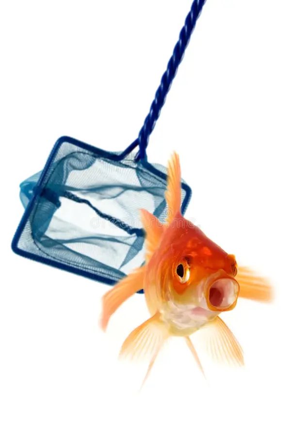 Madmadymae's tweet photo. Fish Vtuber where are y’all ?!? get into the net so I can add you to my aquarium! (Also if you have a favorite fish Vtuber tell me who it is, I love looking at all the designs) https://t.co/95s8wza1VJ