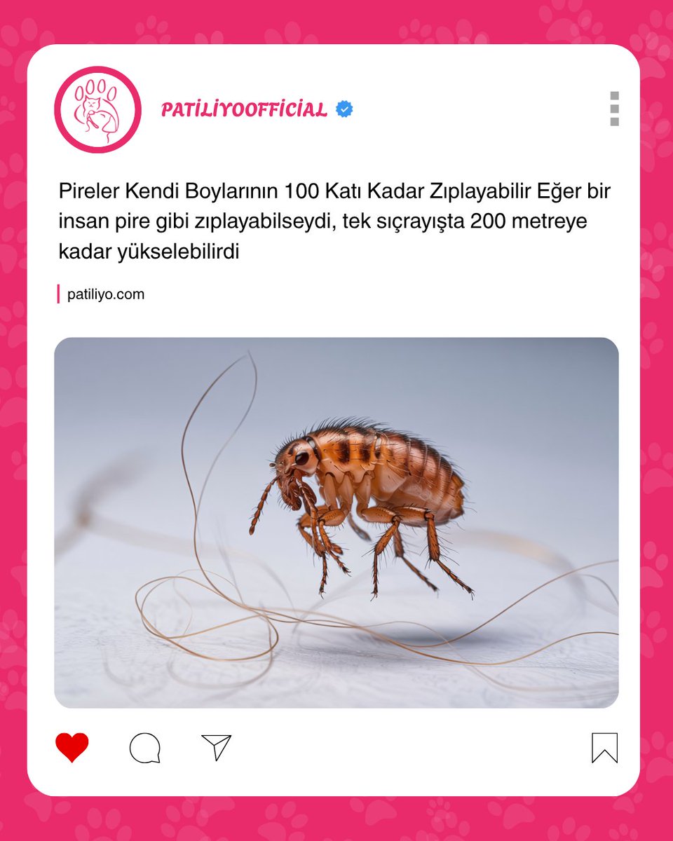 Düşünsene, zıpladığında 200 metre yükseliyorsun. Eyfel Kulesi 300 metre...