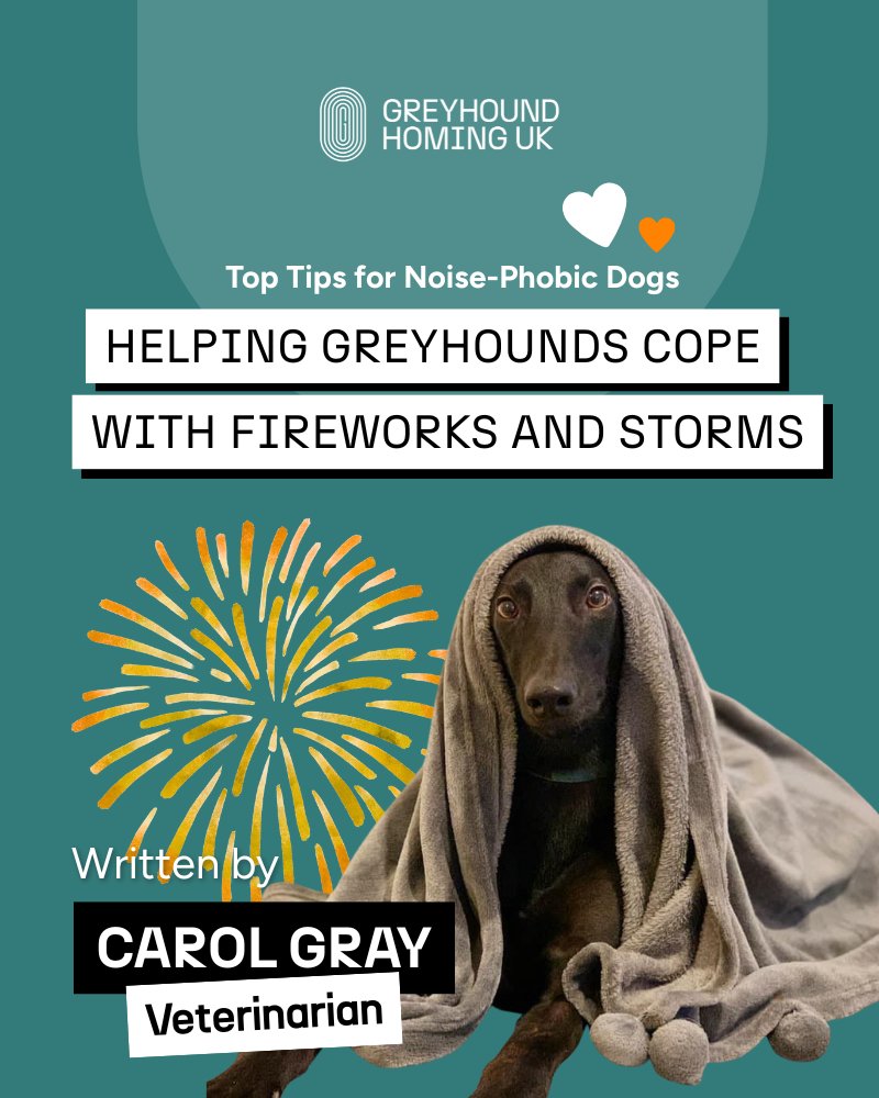 Firework season is nearly here 🎆

We’ve teamed up with vet Carol Gray, who shares her expert advice on helping greyhounds cope with noise phobia and stay calm during fireworks and storms.

🐾 Read her top tips here: ow.ly/xMZu50XjGF0

#Fireworks #Noisephobia