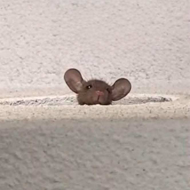 twaniimals's tweet image. 