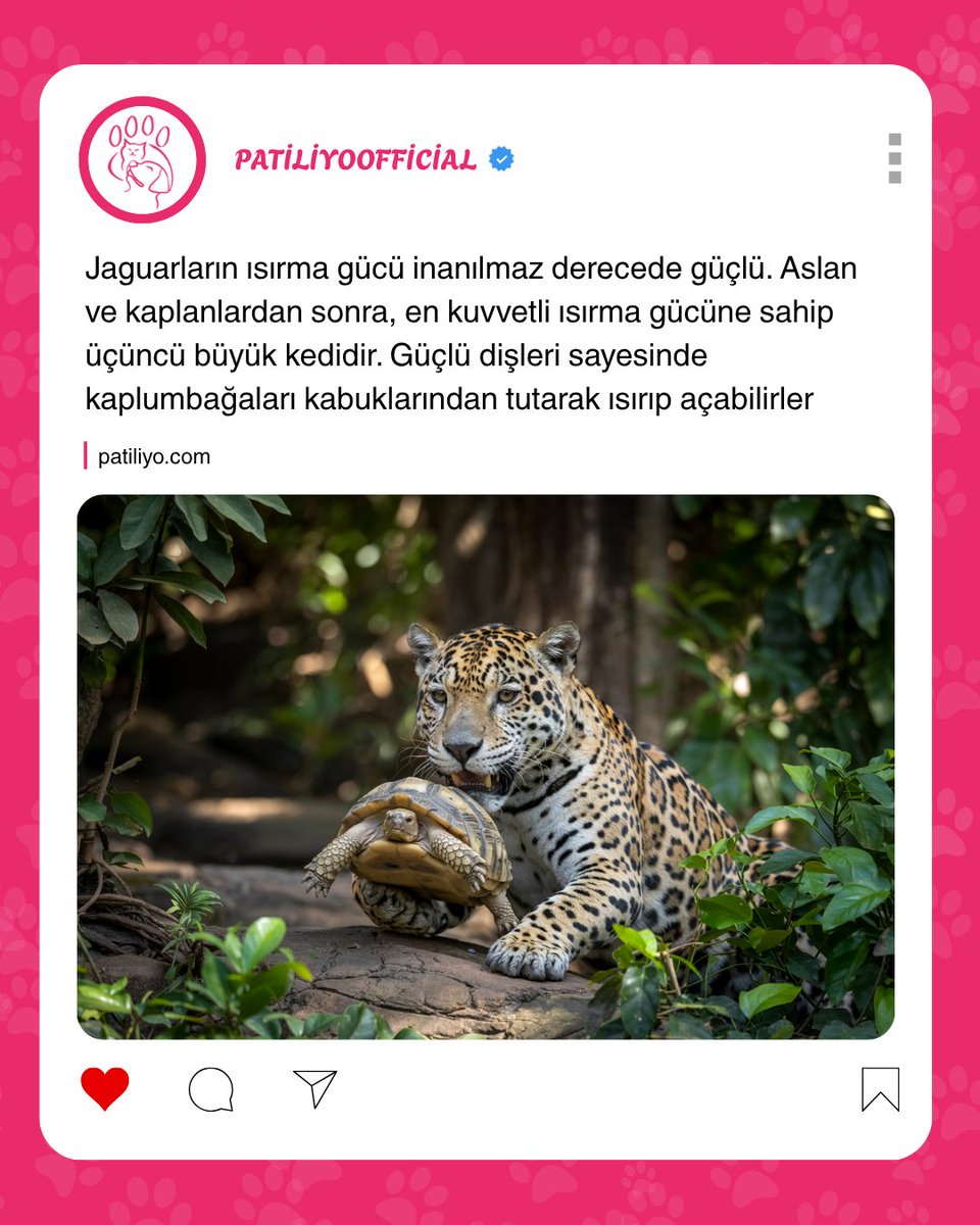 Bizimde Kangalımız var hocam bozar mı ?